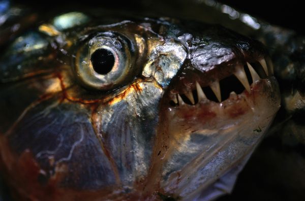 12 animales más peligrosos que viven en el agua dulce (11)