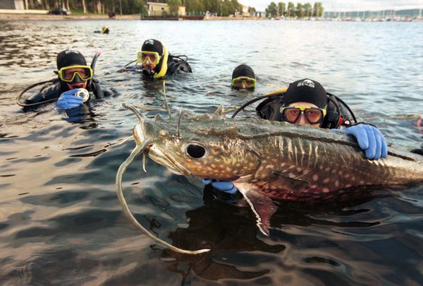 12 animales más peligrosos que viven en el agua dulce (4)