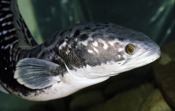 12 animales más peligrosos que viven en el agua dulce (2)