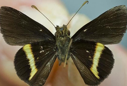 Descubren una nueva especie de mariposa en Jamaica
