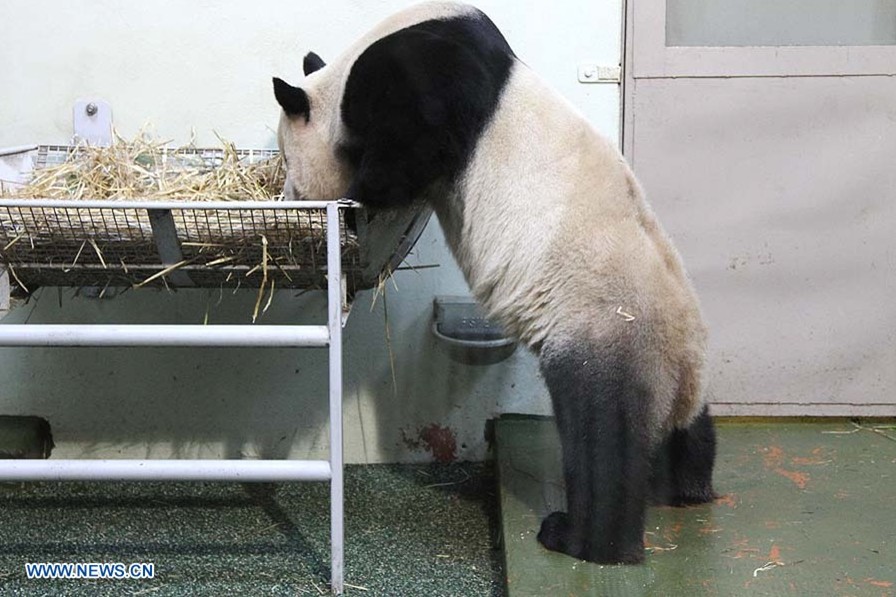 Pandas gigantes chinos cumplieron su primer aniversario de estancia en Reino Unido