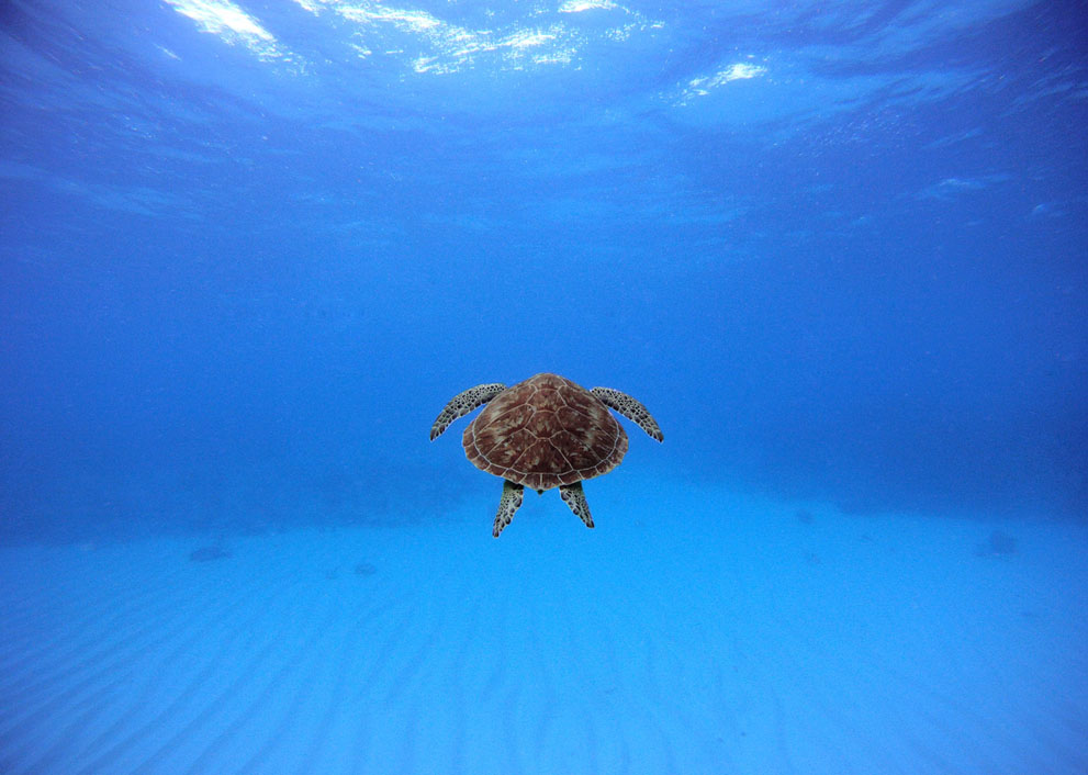 Fotos seleccionadas del Concurso de fotografía de National Geographic  8