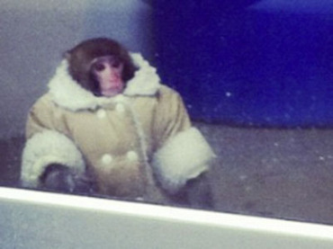 Detienen a un mono bien vestido que paseaba por el Ikea en Toronto