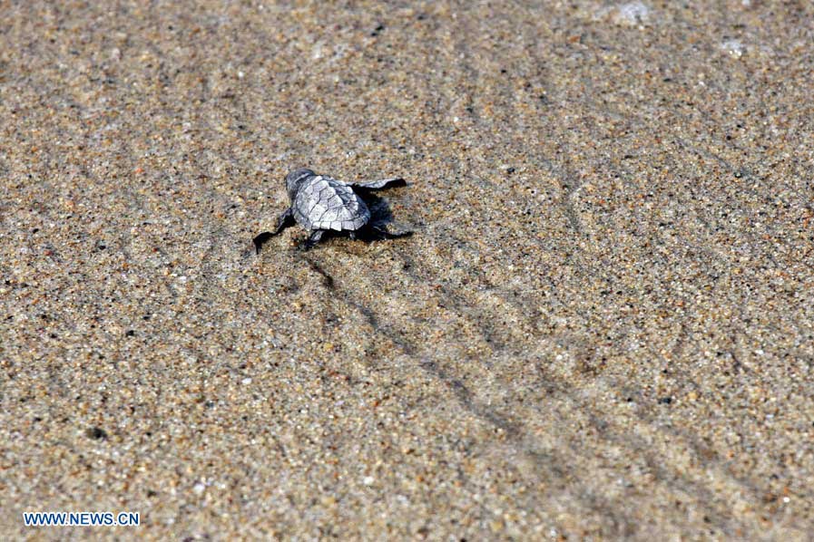 Protegen seis mil 13 nidos de tortuga marina en el Capamento tortuguero La Gloria en 2012