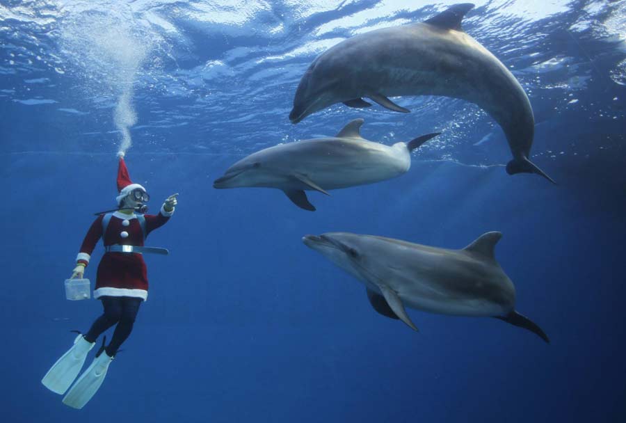 Una buza disfrazada de Papá Noel nada con delfines en el parque marino Hakkeijima Sea Paradise en Yokohama, al sur de Tokio, el 27 de noviembre de 2012. Cada mañana hasta el día de Navidad, los buzos encargados de alimentar a los delfines nadarán en el acuario con trajes de Papá Noel. [Foto/agencias]