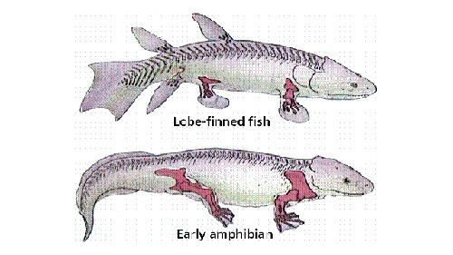 Científicos españoles crean un pez con patas
