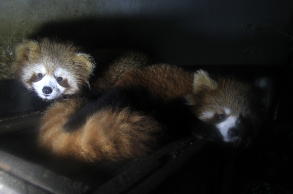 Oseznos de panda rojo pasan su primer invierno en zoológico