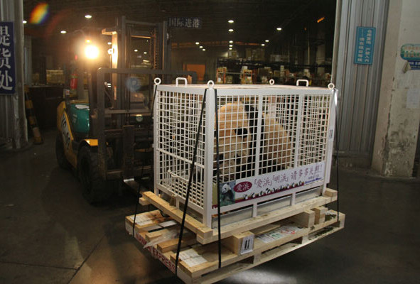 Pareja de osos panda nacidos en Japón regresa a China