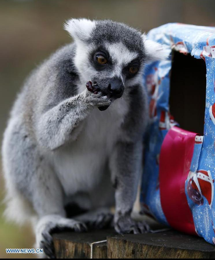Animales en el Zoológico Whipsnade reciben regalos navideños de parte de sus cuidadores