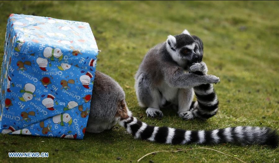 Animales en el Zoológico Whipsnade reciben regalos navideños de parte de sus cuidadores