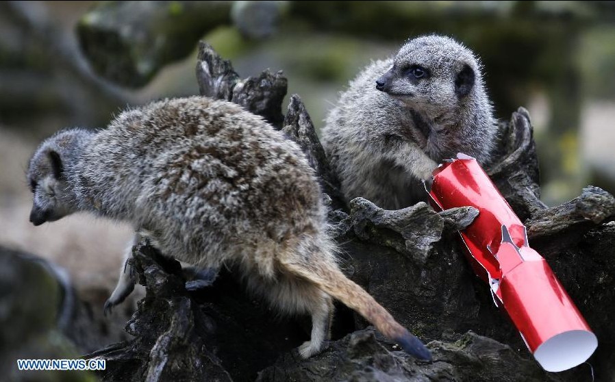 Animales en el Zoológico Whipsnade reciben regalos navideños de parte de sus cuidadores