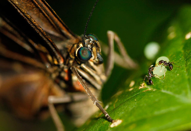 Las mejores imágenes de la naturaleza del 2012 (5)