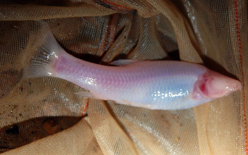 Bangana Musaei, un pez ciego que vive a 7km bajo tierra.