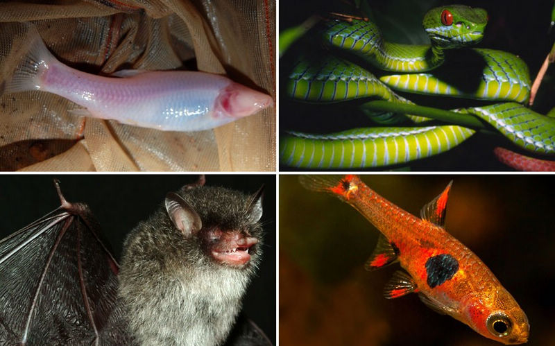 Descubren cientos de nuevas especies en el Gran Mekong