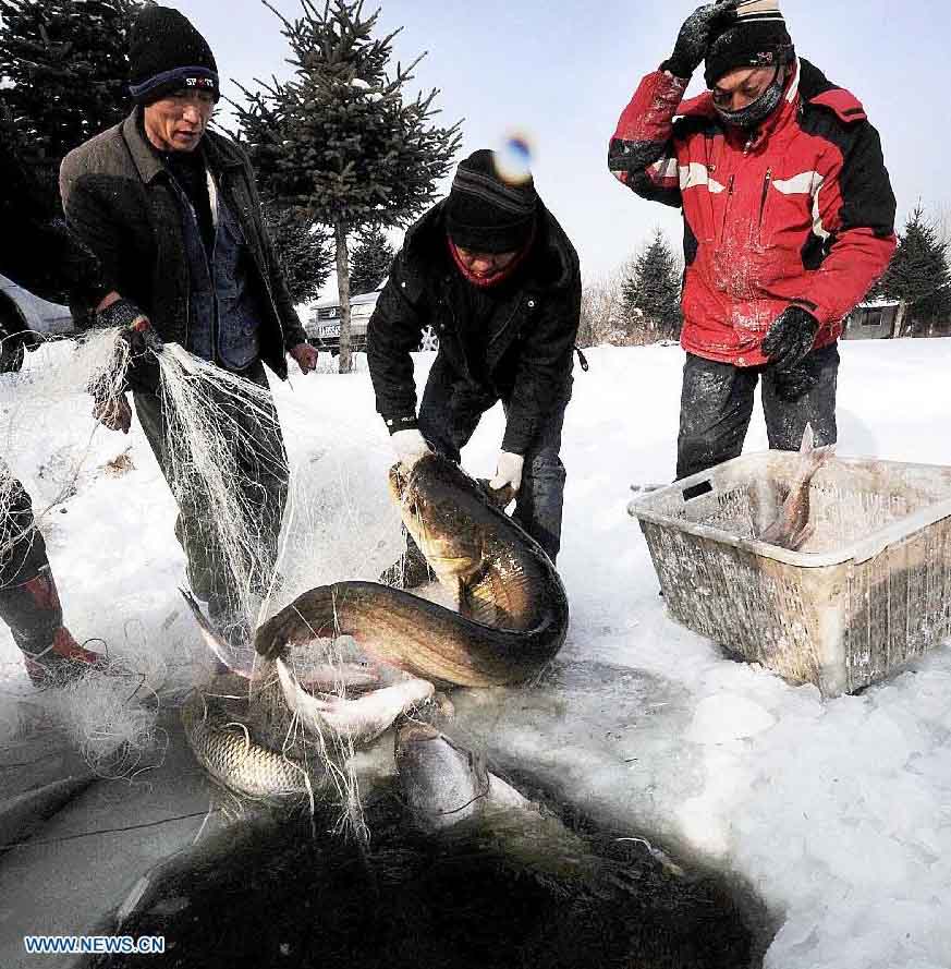 Inicia el Festival de la Pesca de Invierno en Harbin
