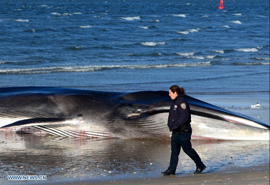Muere una ballena rorcual de 18 metros en playa de Nueva York