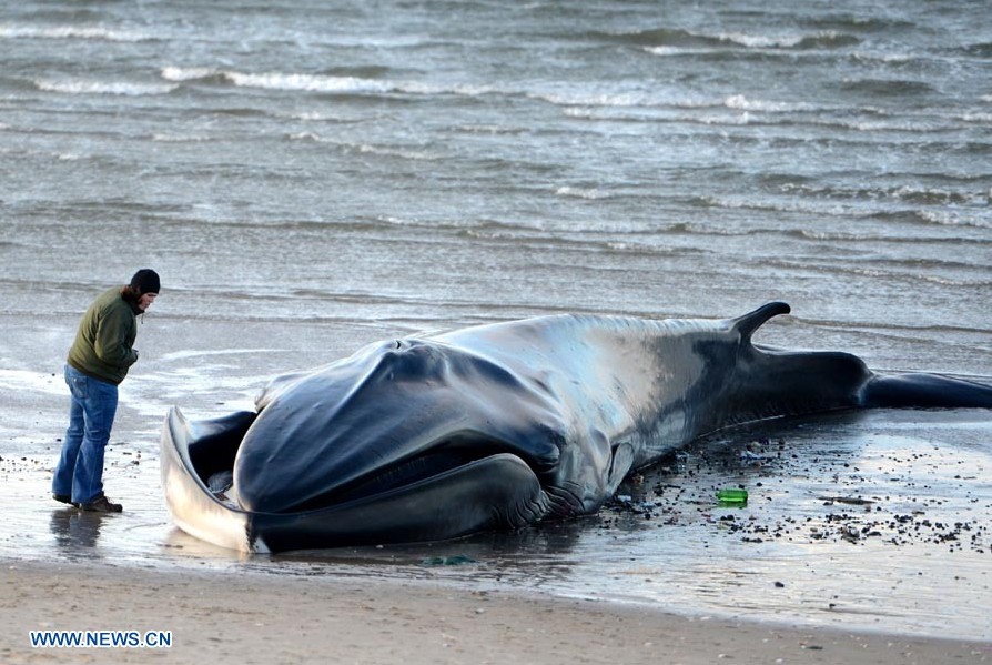 Muere una ballena rorcual de 18 metros en playa de Nueva York