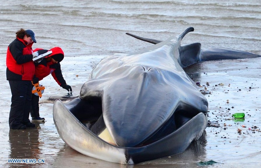 Muere una ballena rorcual de 18 metros en playa de Nueva York