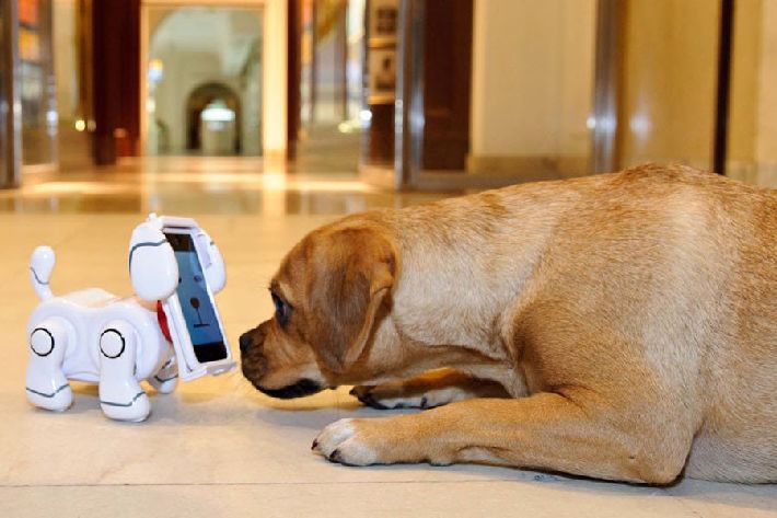 Invenciones interesantes en 2012 (Bandai SmartPet Robot perro)