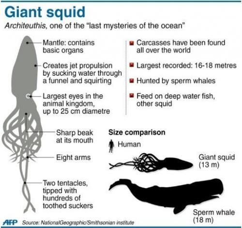 Captan en Japón primeras imágines de un calamar gigante 3