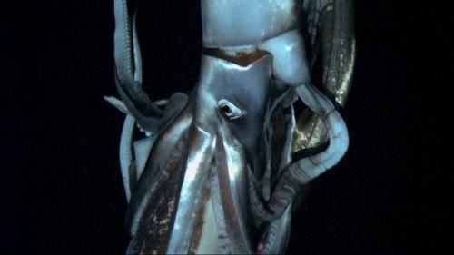 Captan en Japón primeras imágines de un calamar gigante 