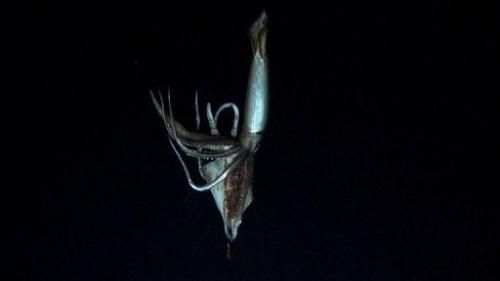 Captan en Japón primeras imágines de un calamar gigante 2
