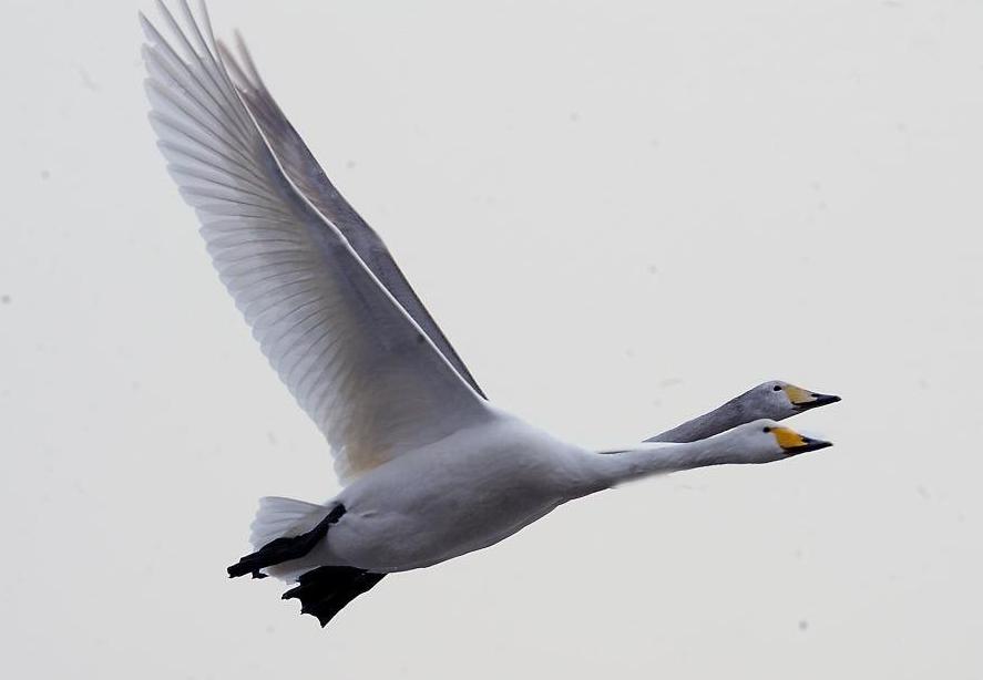 Cisnes blancos, bailarines innatos 6