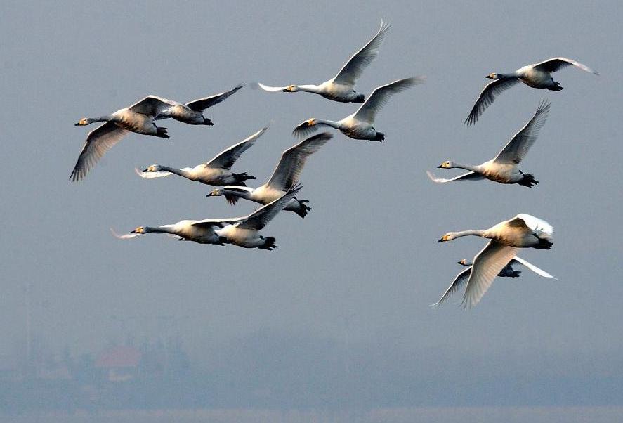 Cisnes blancos, bailarines innatos 7