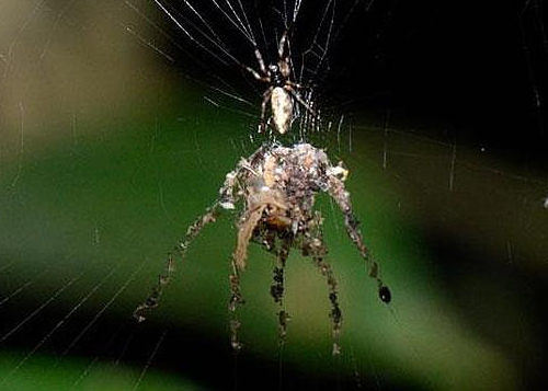 Hallan en Perú una araña que fábrica una versión gigante de sí misma