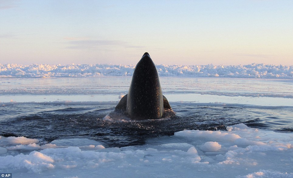 Canadá: 12 orcas atrapadas se liberan del hielo (6)