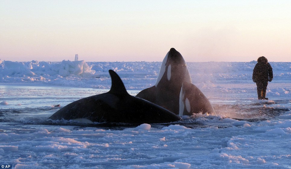 Canadá: 12 orcas atrapadas se liberan del hielo (7)