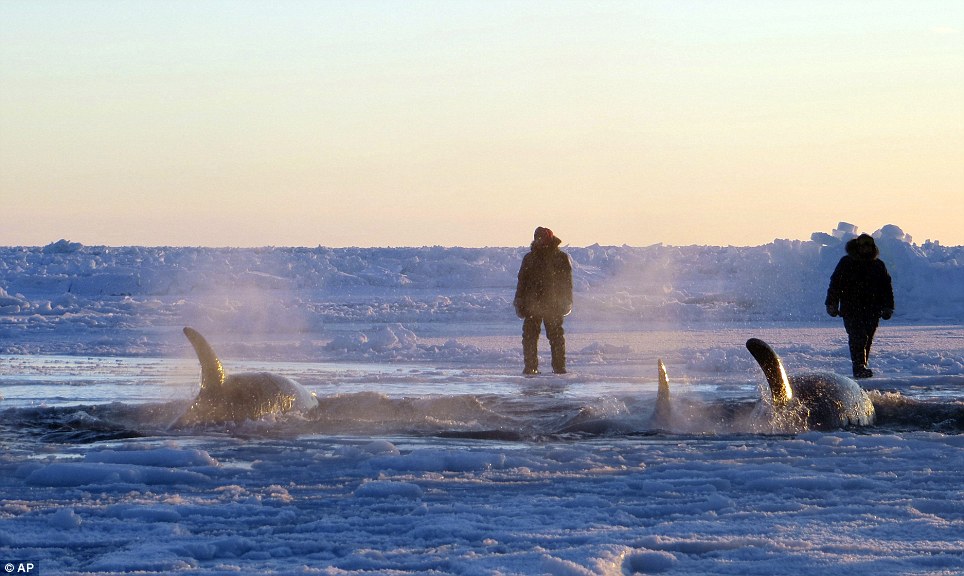 Canadá: 12 orcas atrapadas se liberan del hielo (2)