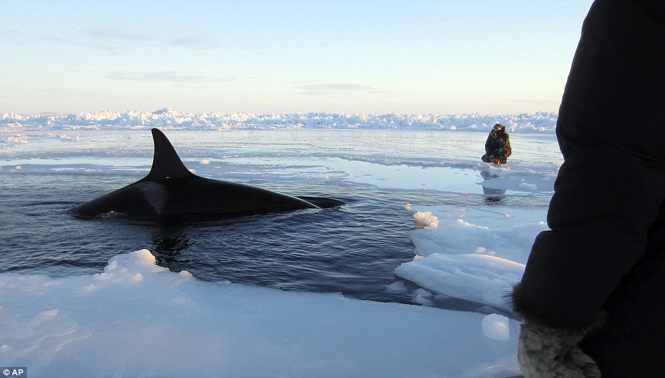 Canadá: 12 orcas atrapadas se liberan del hielo