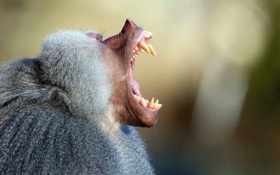 Fotos más divertidas de los animales en 2012 (29)