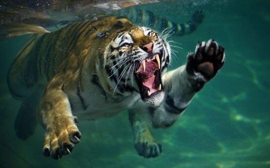 Fotos más divertidas de los animales en 2012 (12)