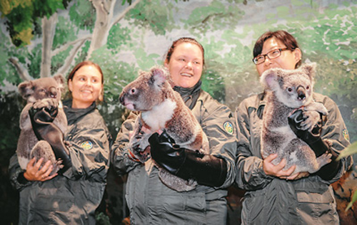 Guangzhou recibe tres koalas desde Australia