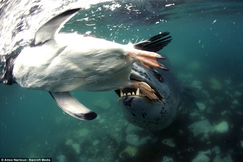 Pingüino travieso se convierte en golosina de foca (7)