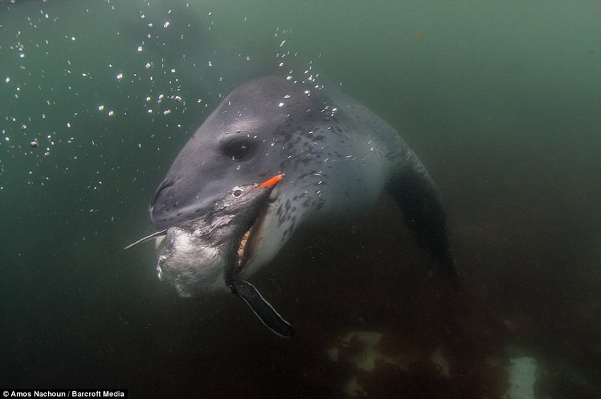 Pingüino travieso se convierte en golosina de foca (4)