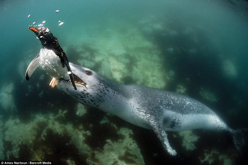 Pingüino travieso se convierte en golosina de foca (3)