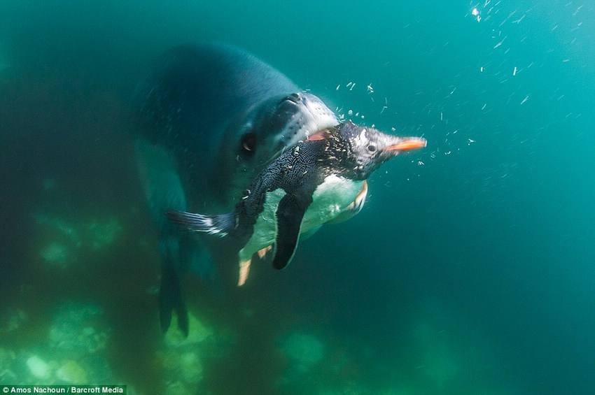 Pingüino travieso se convierte en golosina de foca (2)