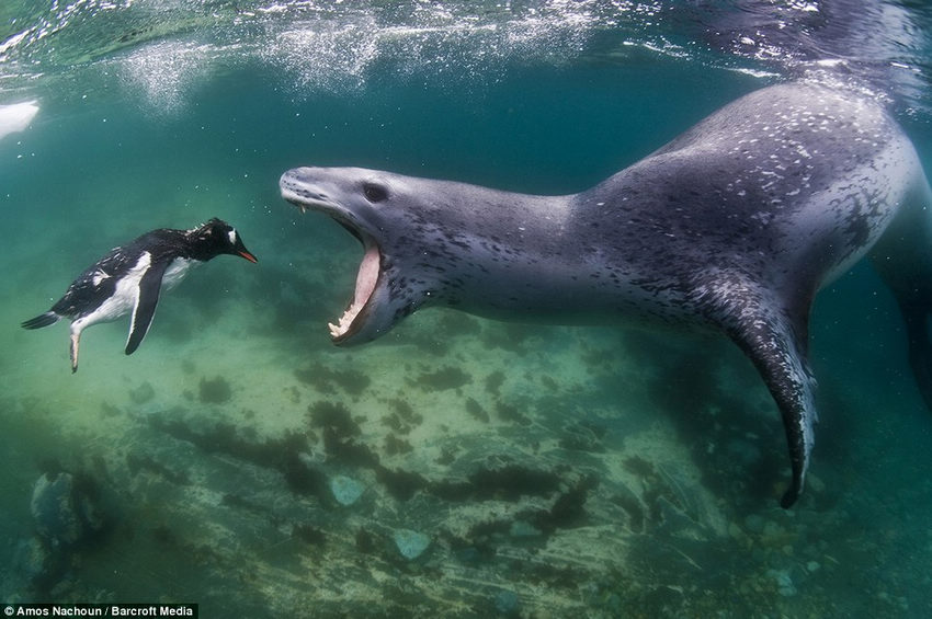 Pingüino travieso se convierte en golosina de foca