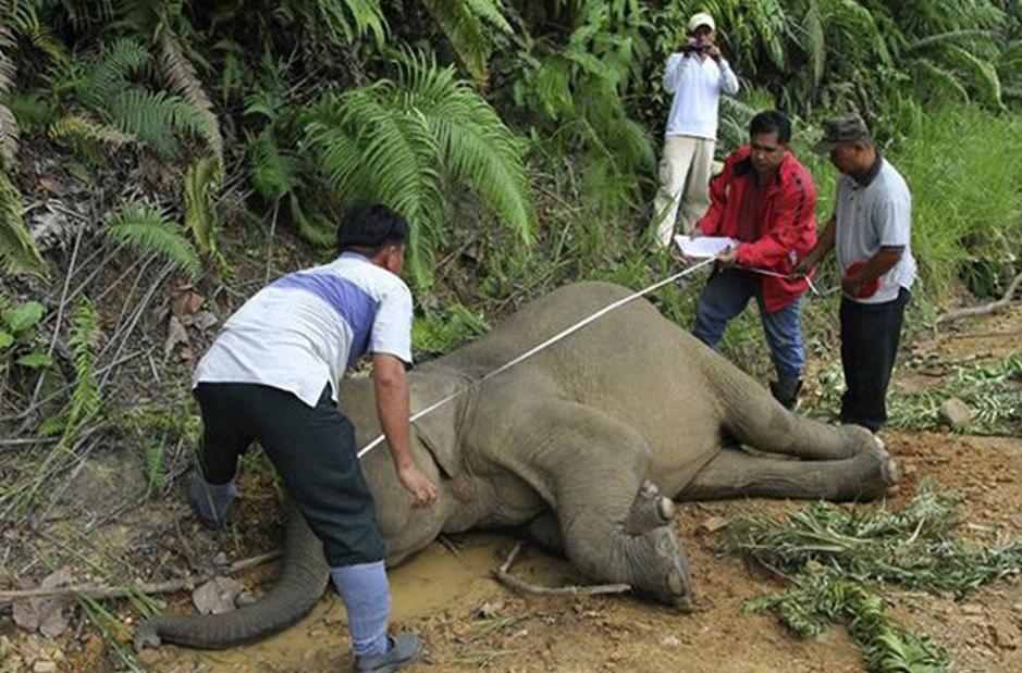 Hallan muertos a diez elefantes pigmeo en Malasia por presunto envenenamiento 2