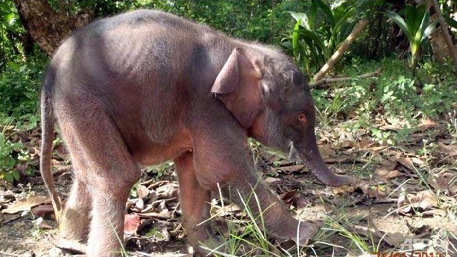 Hallan muertos a diez elefantes pigmeo en Malasia por presunto envenenamiento 3