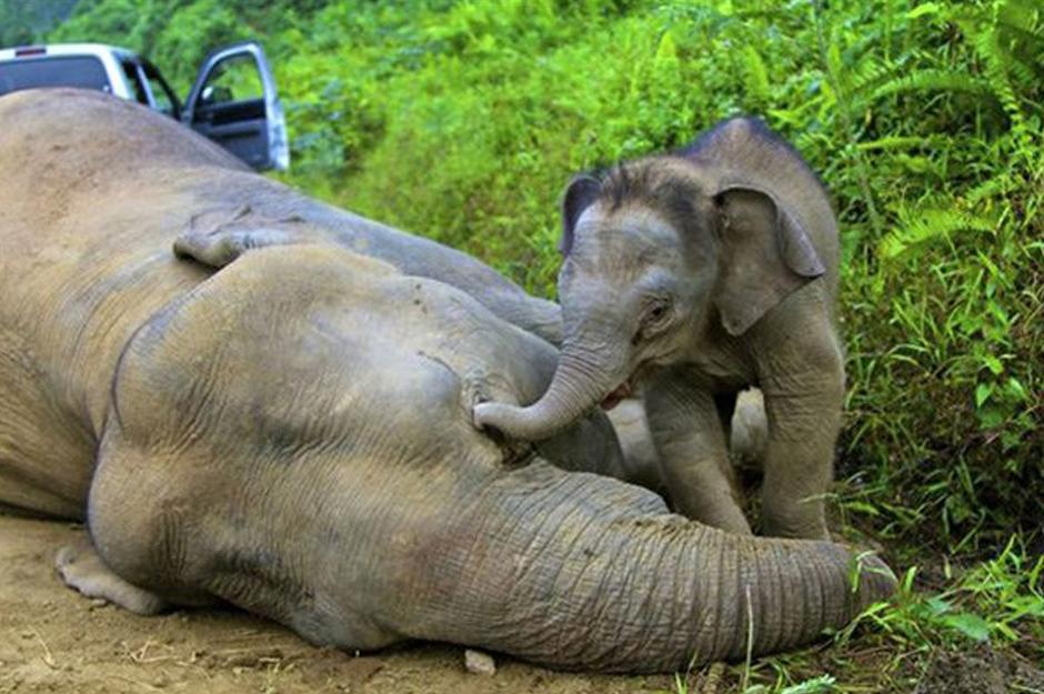 Hallan muertos a diez elefantes pigmeo en Malasia por presunto envenenamiento