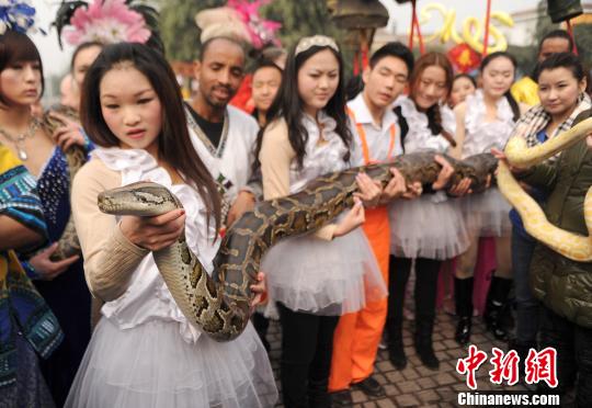 En víspera de Año de la Serpiente joven china besa pitón para buena suerte