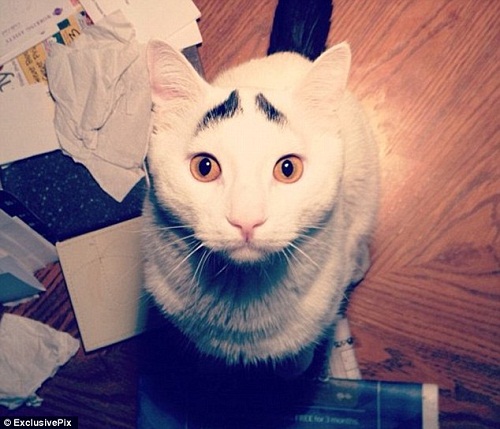 Gato con ceja graciosa, popular en internet