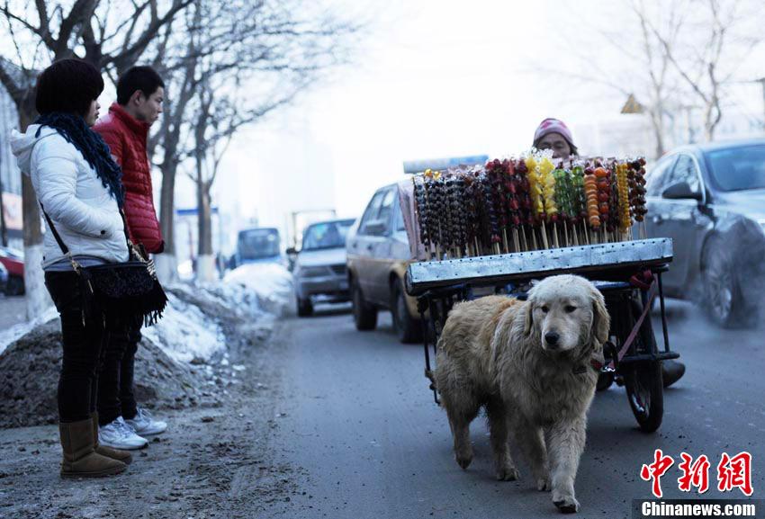 “Perro fiel” ayuda a su amo discapacitado a vender por la calle