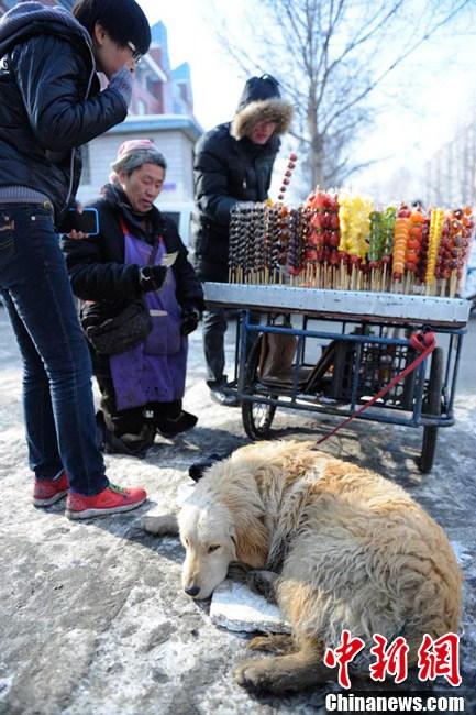 “Perro fiel” ayuda a su amo discapacitado a vender por la calle 3