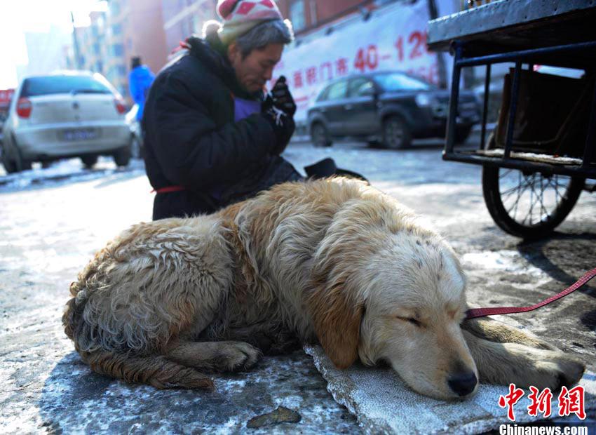 “Perro fiel” ayuda a su amo discapacitado a vender por la calle 6