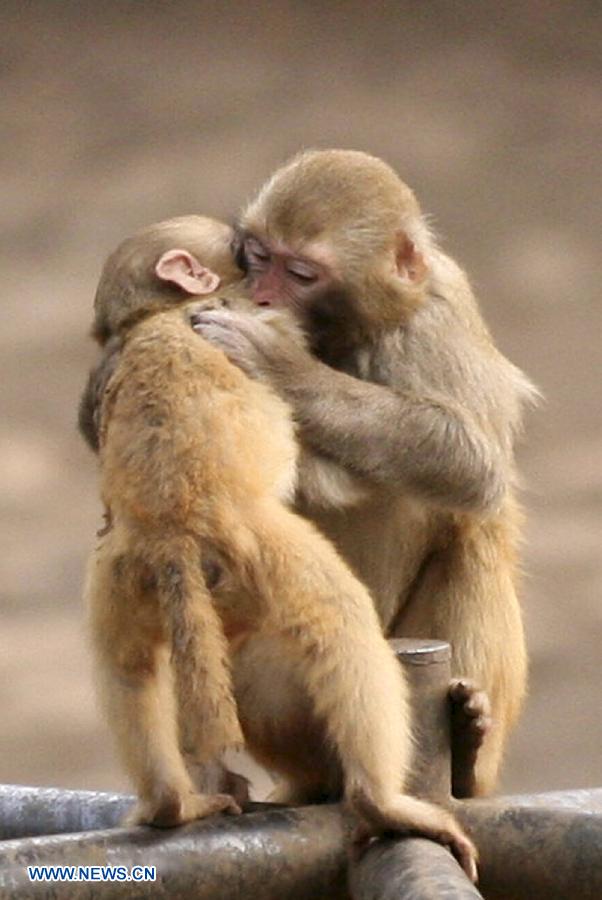 Día del Amor: Los animales también son románticos (2)